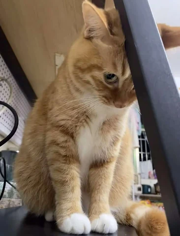 고양이 원본 131
