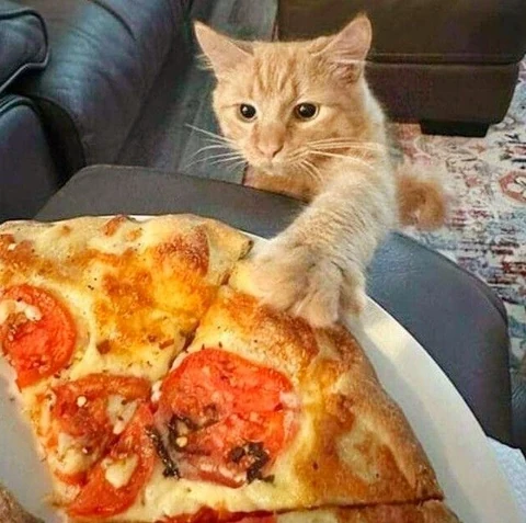 고양이 원본 278