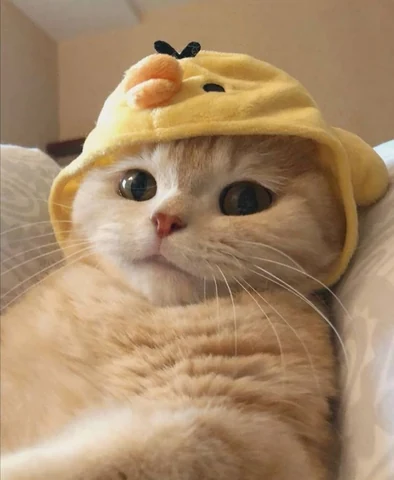 고양이 원본 709