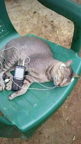 고양이 원본 062