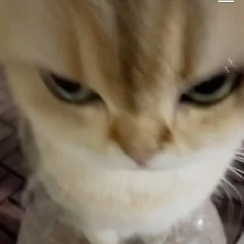 고양이 원본 482