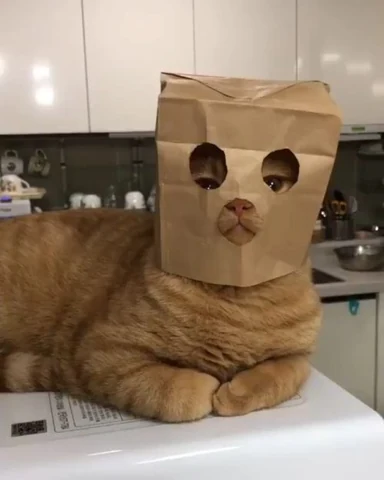 고양이 원본 132