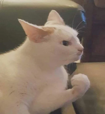 고양이 원본 469