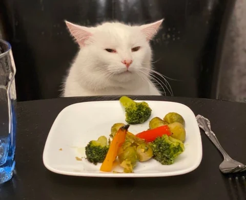 고양이 원본 104