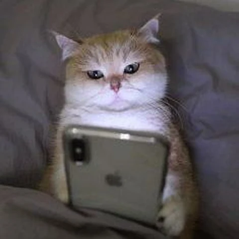 고양이 원본 573