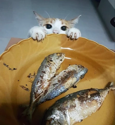 고양이 원본 157