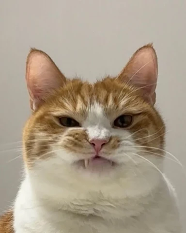 고양이 원본 479