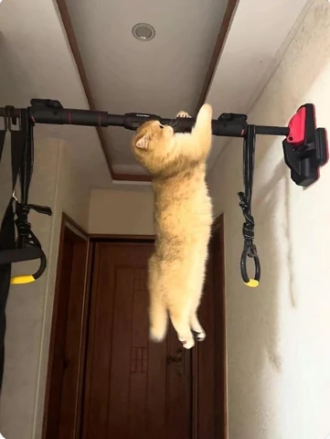 고양이 원본 372
