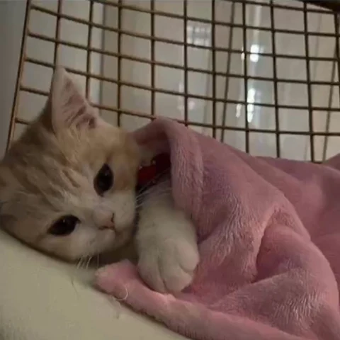 고양이 원본 296