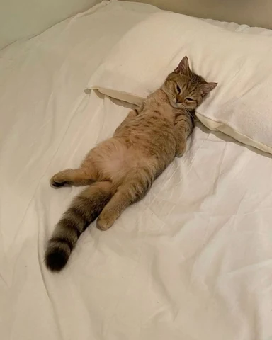 고양이 원본 630
