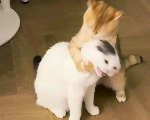 고양이 원본 415