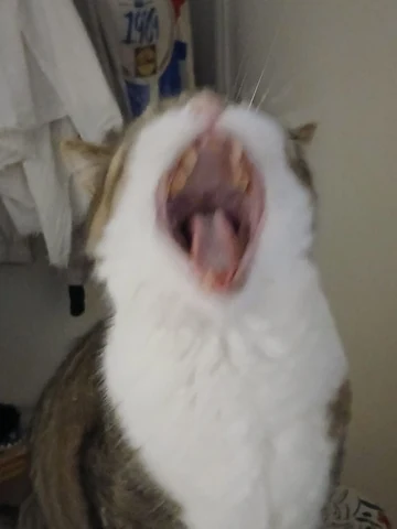고양이 원본 527