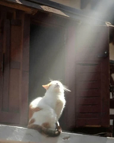 고양이 원본 425