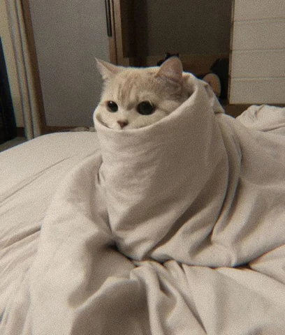 고양이 원본 390