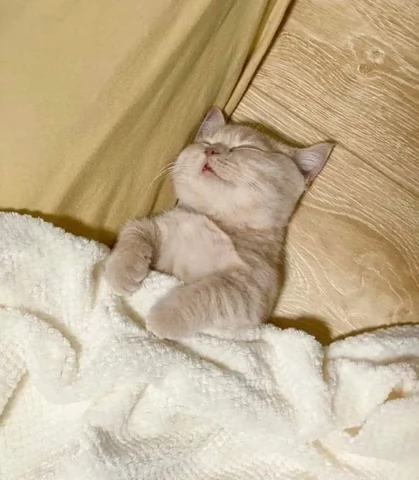 고양이 원본 388