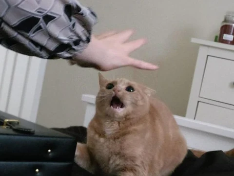 고양이 원본 007