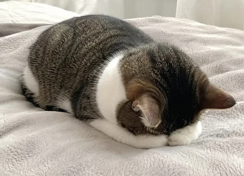 고양이 원본 353