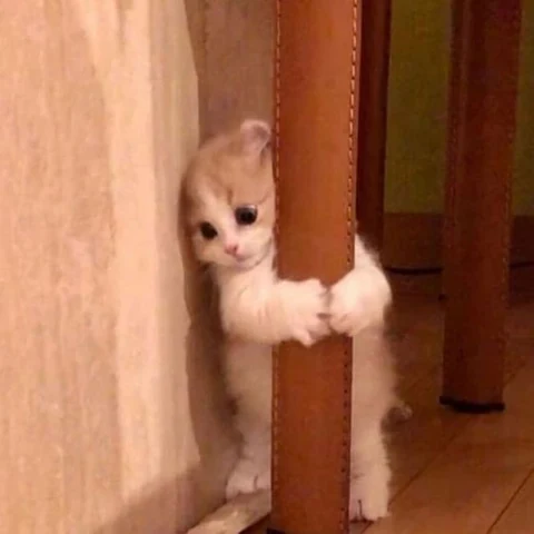 고양이 원본 403