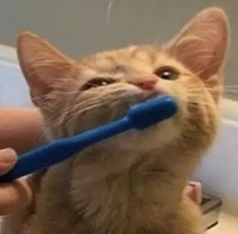 고양이 원본 237