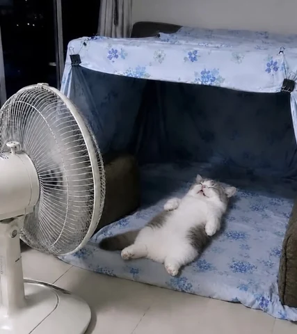 고양이 원본 111