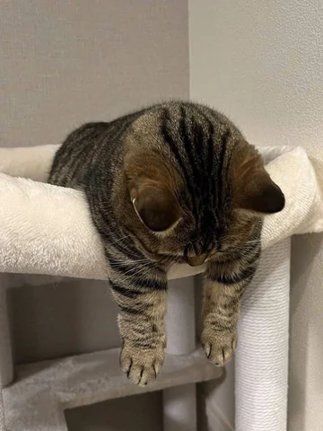 고양이 원본 233