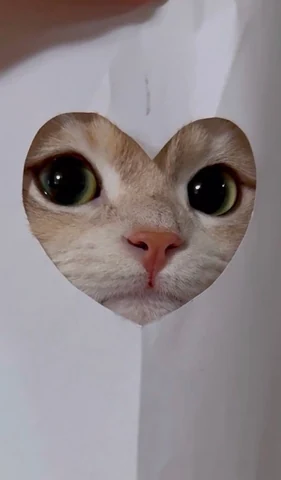 고양이 원본 267