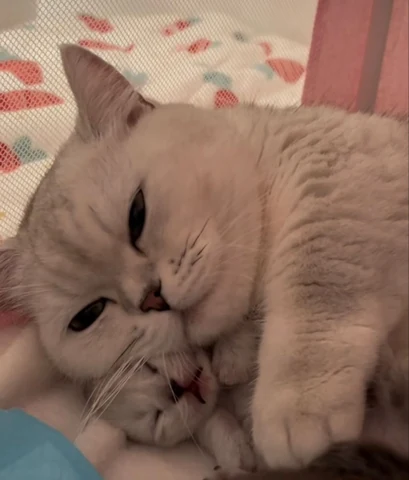 고양이 원본 643