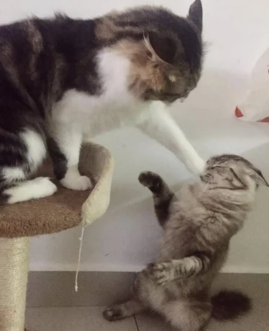 고양이 원본 611