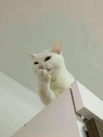 고양이 원본 287