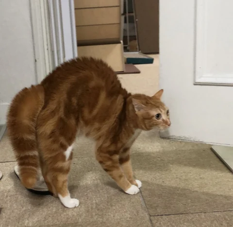 고양이 원본 508