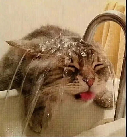 고양이 원본 217