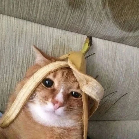 고양이 원본 167
