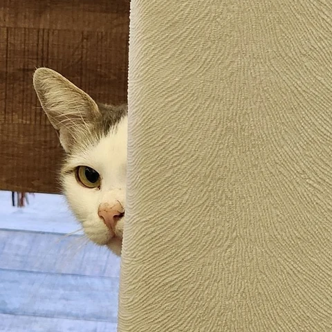 고양이 원본 107
