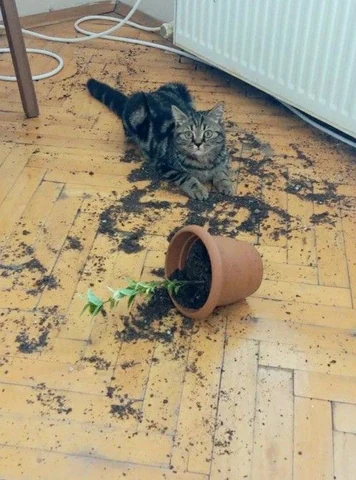 고양이 원본 257