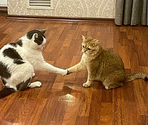 고양이 원본 218
