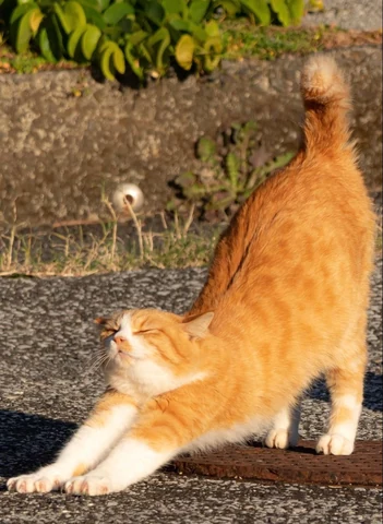 고양이 원본 592