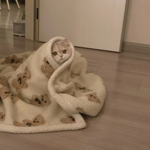 고양이 원본 327