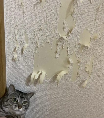 고양이 원본 205