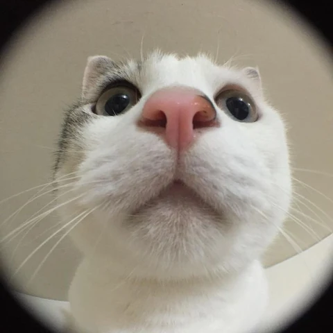 고양이 원본 261