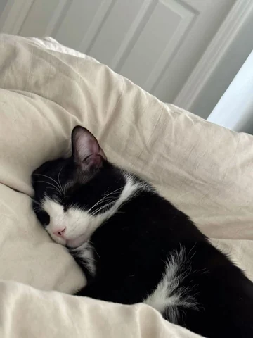 고양이 원본 362