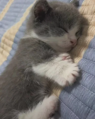 고양이 원본 377