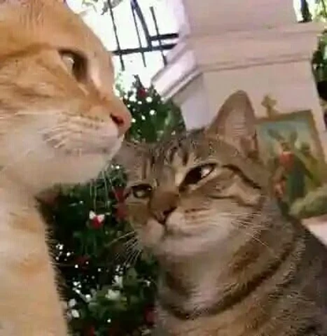 고양이 원본 570