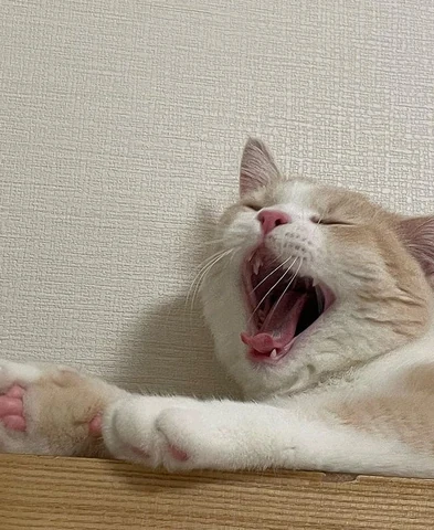 고양이 원본 338