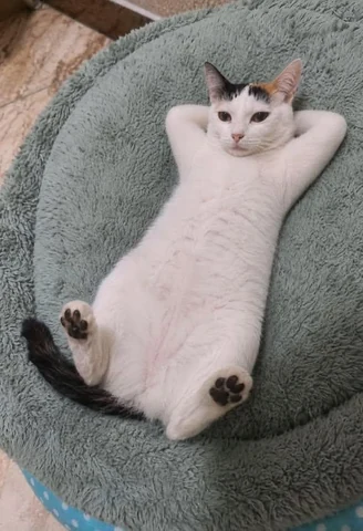 고양이 원본 012