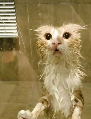 고양이 원본 455