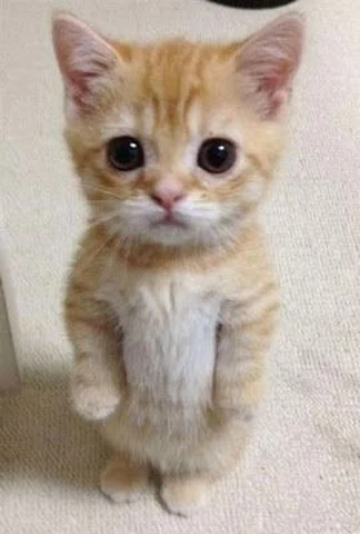 고양이 원본 322