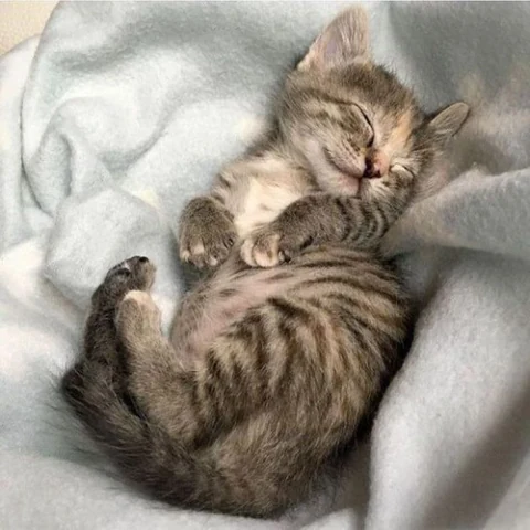 고양이 원본 319