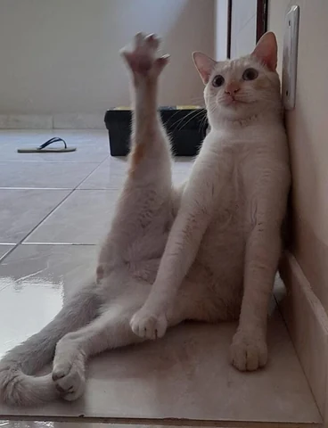 고양이 원본 599