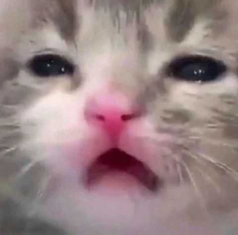 고양이 원본 499