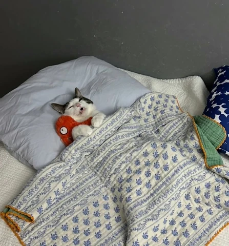 고양이 원본 139